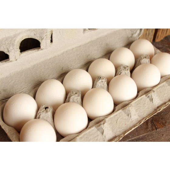 White Chicken Eggs