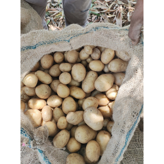 Fresh Potato